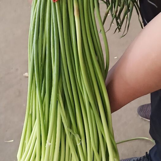 金乡县杂交蒜薹  专业储存金乡大蒜，冷库出租，代收代发全国各地市场