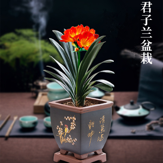 武平县君子兰盆栽 专业网商一件代发   整车批发