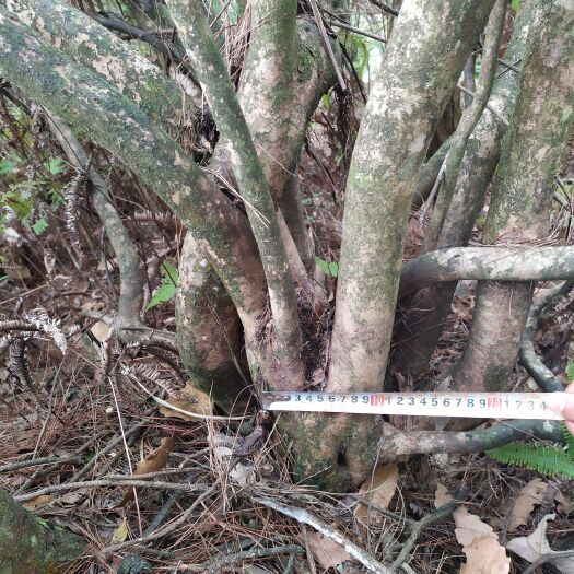 石柱映山红 1~1.5米