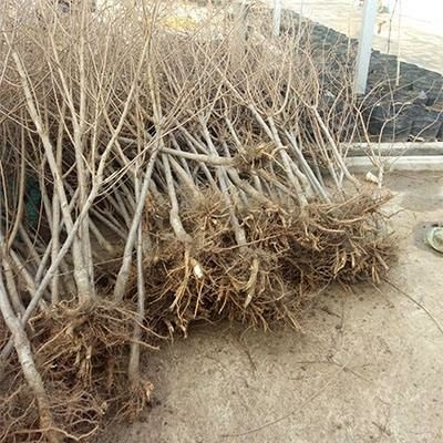 平邑县青李子苗  大量出售红桃苗冬桃苗油桃苗自家育苗保载活