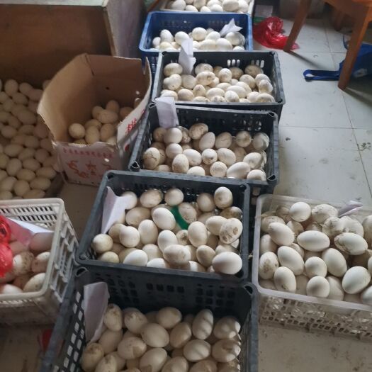 蚌埠种鹅蛋 母鹅：泰州鹅  公鹅：皖西公鹅