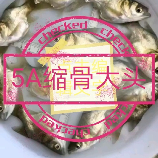 肇庆缩骨鳙鱼苗 AAAA缩骨大头苗