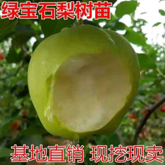 平邑县绿宝石梨苗  优质梨苗，基地直发，品种齐全