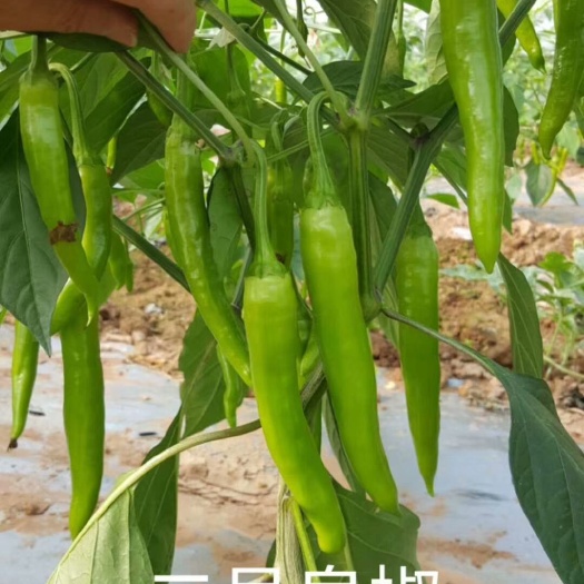 富顺县羊角椒种子 小羊角椒，香辣味，质脆，多用于淹渍和鲜食。二号皇椒
