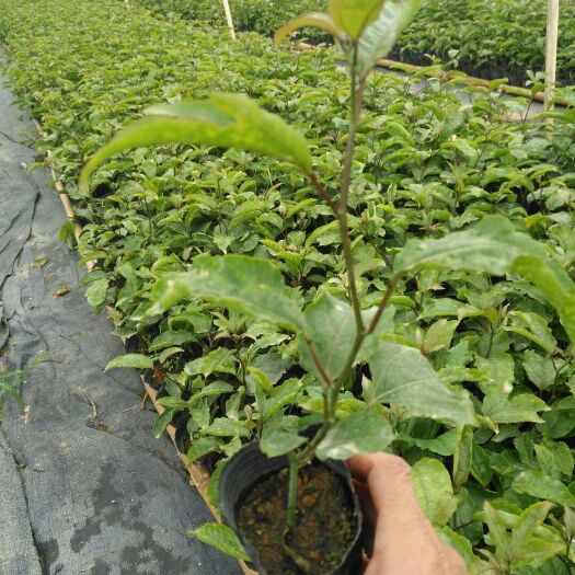 灵山县 蜂蜜味黄金百香果苗