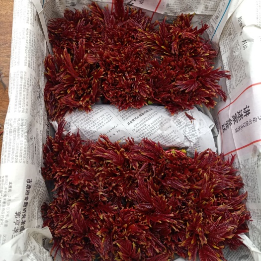 大竹县红香椿芽 混装通货