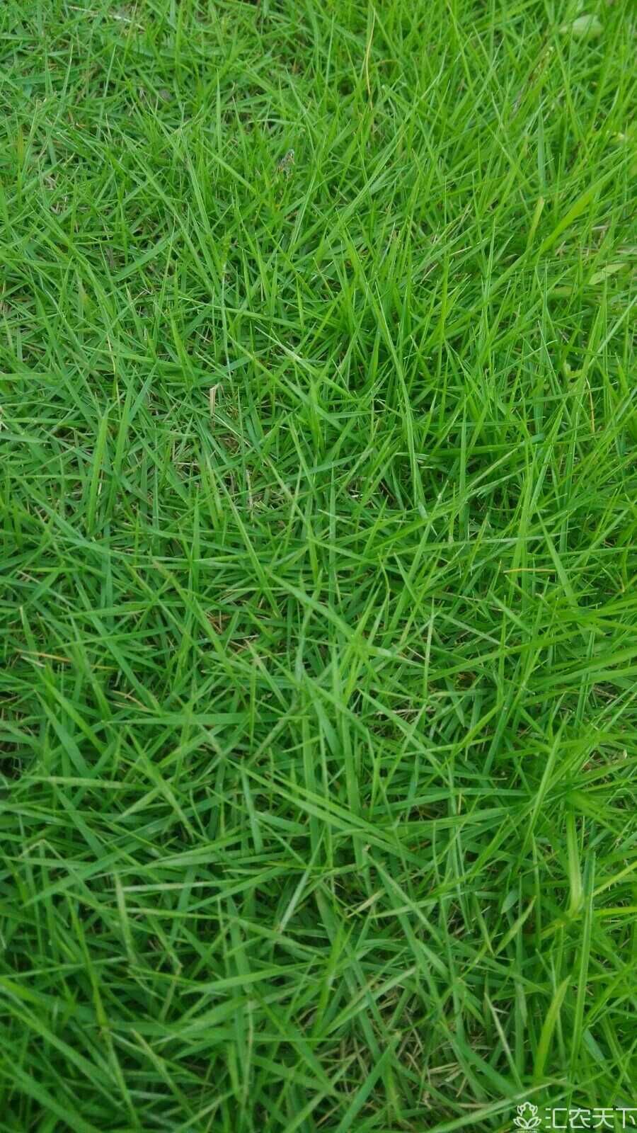 马尼拉草皮  湖南郴州马尼拉草卷  结缕草批发