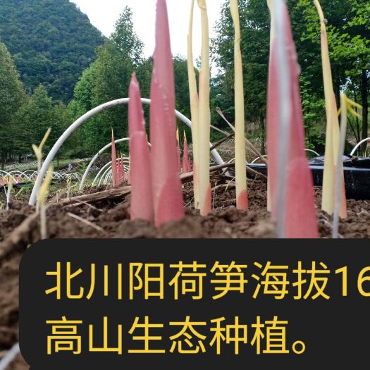 北川县洋合笋种根 高山阳荷笋正上市，