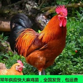 沭阳县麻鸡种蛋 红玉，麻鸡，三黄鸡，九斤黄种蛋孵化蛋，受精率90%蛋托发货