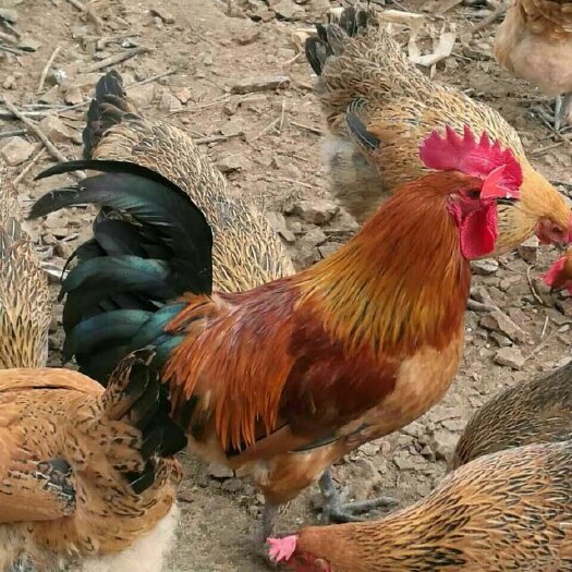 南宁 瑶鸡苗,批发鸡 鸭 鹅 各种珍禽苗,包打疫苗,包运输成活