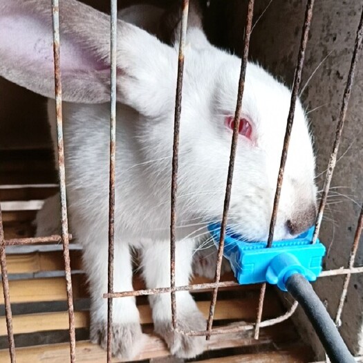嘉祥县肉兔  新西兰种兔，伊拉种兔，生长周期短优质种兔