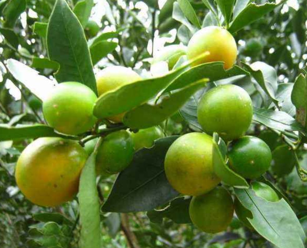 脆皮金桔苗  金桔苗嫁接苗50公分高带果发货包邮