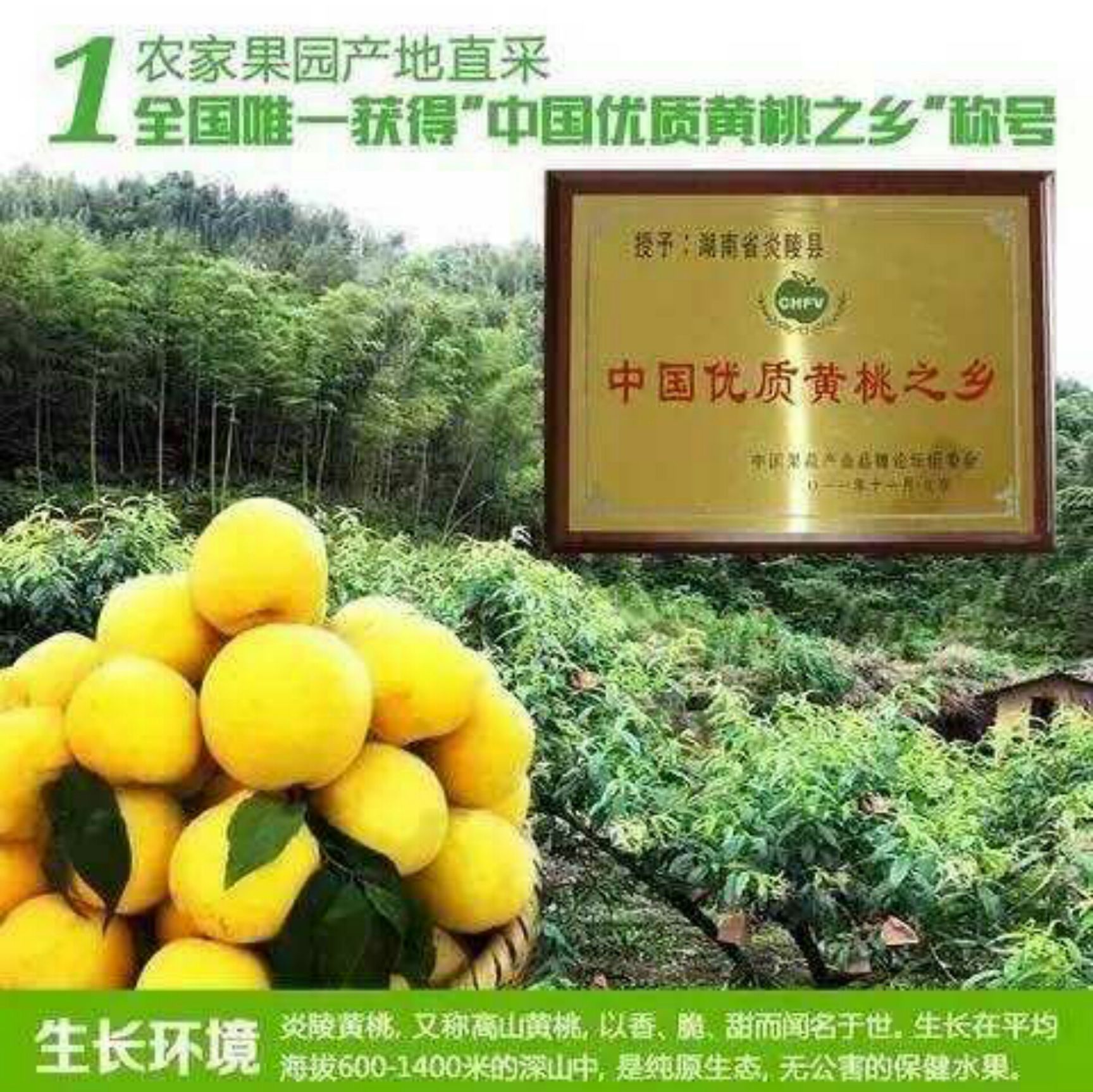 锦绣黄桃苗源自湖南株洲炎陵品质优选果树苗基地直供