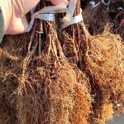 宽甸县五味子树 大量批发百万北五味子苗成活率高 结果早 产量高  抗寒耐热