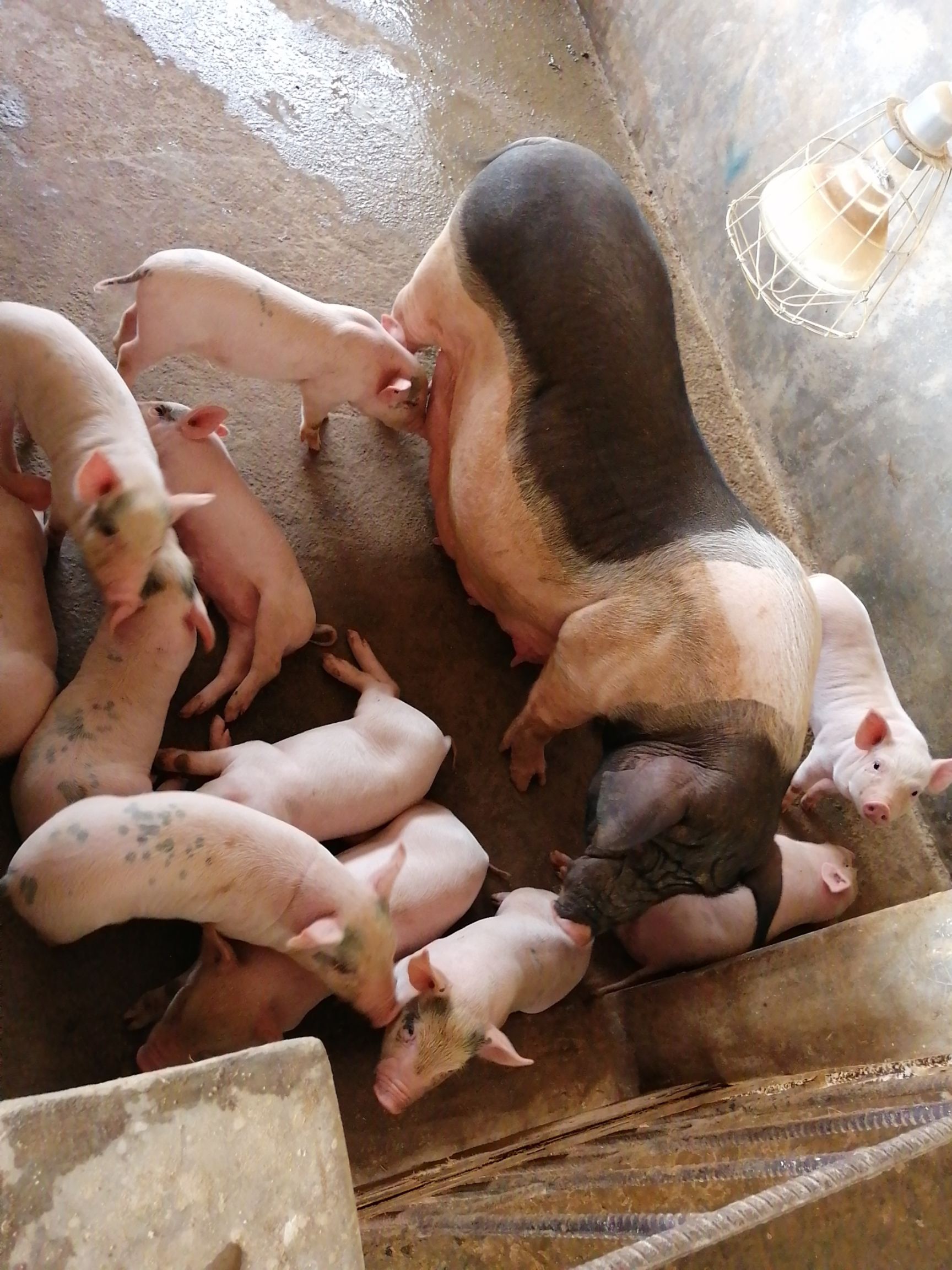 陆川猪作种一留,发情早产仔多,以任何品种都可杂交作种,商品猪肉质更