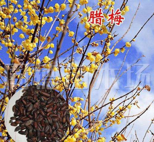 苏州 腊梅种子