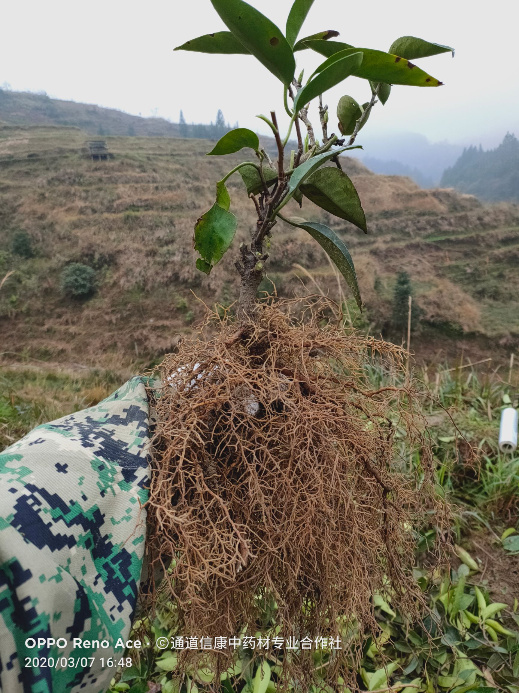 粉紅黑老虎苗  三年實(shí)生苗  定植第二年可掛果 提供一對(duì)一技術(shù)指導(dǎo)