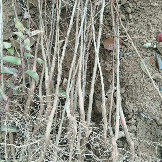 两当县 大量供应1-8公分刺槐，有需要及时联系