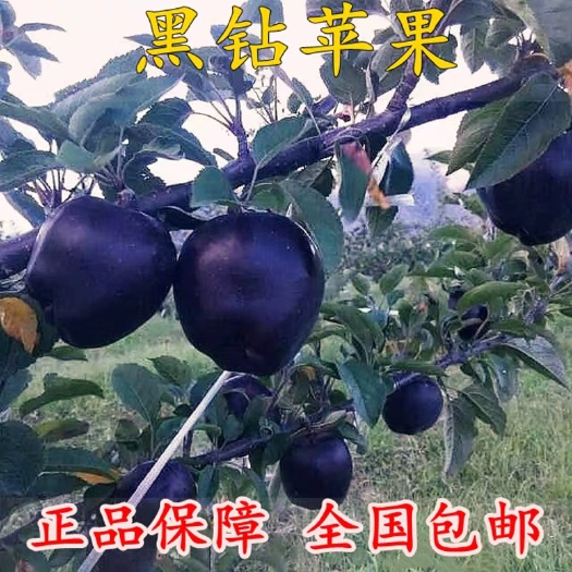 平邑县 新品种嫁接黑钻苹果树苗盆栽地栽南方北方种植当年结果
