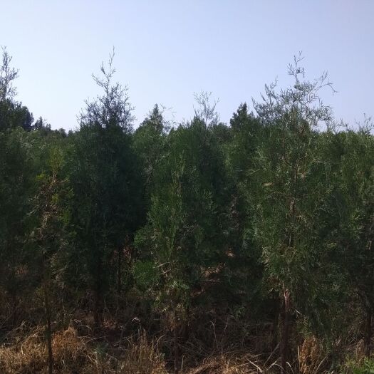 河间市长年销售大量侧柏，塔松。