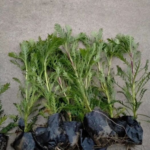 杭州 黄金菊