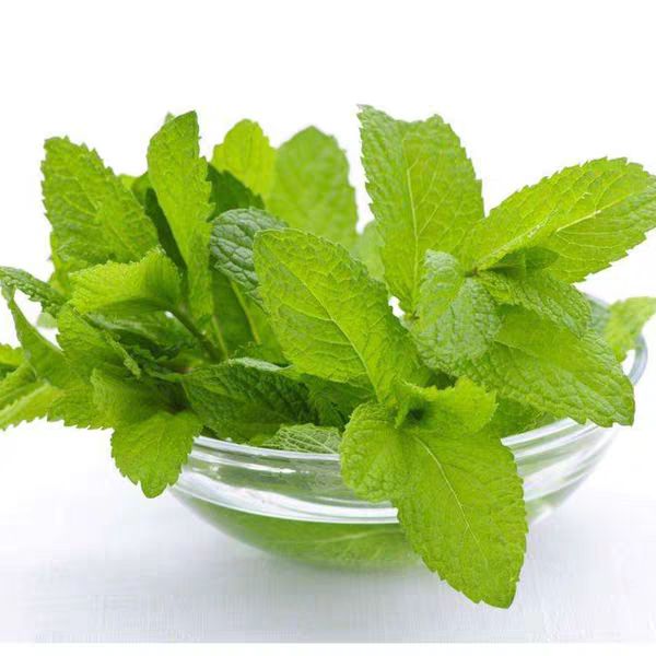 食用薄荷种子留兰香柠檬美国薄荷种籽室内阳台易种绿植花卉