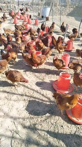 庄河市 纯正粮食散养红玉大公鸡八个多月均重七斤左右