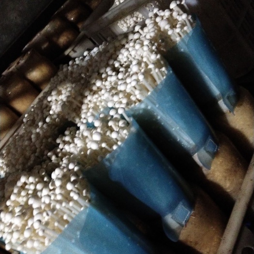 商丘白金针菇 出库！新货