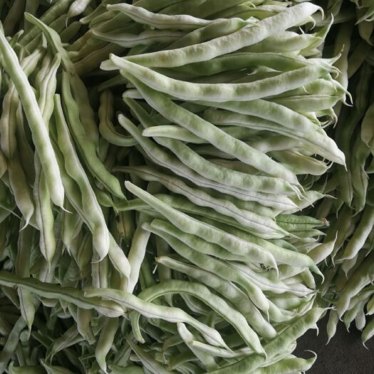 泰安山东泰安德兴隆农业优质白无丝芸豆  扁豆白芸豆
