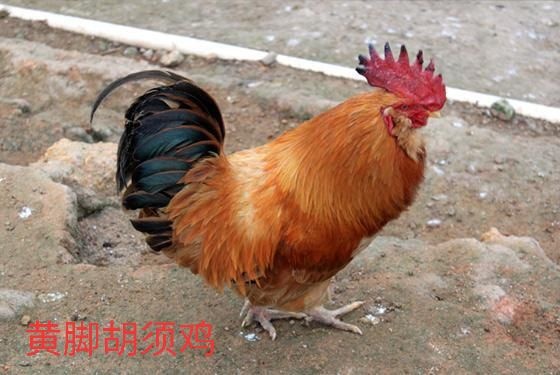 南宁三黄鸡苗  精品鸡，鸡中战斗机，带胡须的鸡