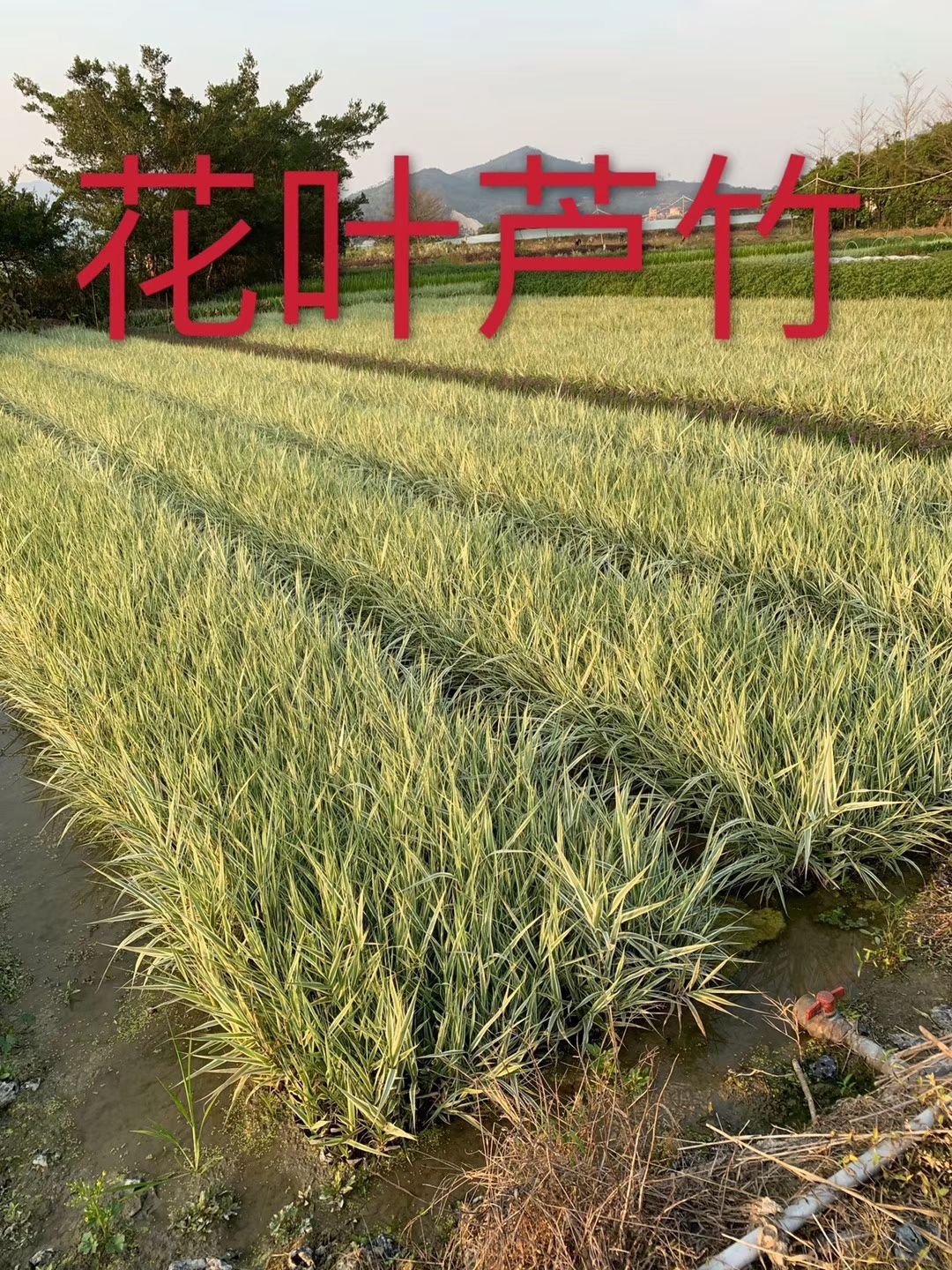 水生细叶芒 水生植物