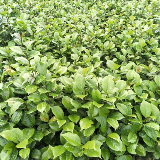 长沙 基地大量供应 茶花球 小苗 精品树 花色鲜艳
