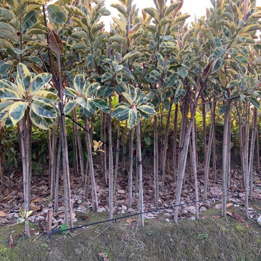 中山市印度橡皮树 2003供应 花叶橡胶榕 3-4cm 地苗 橡皮树 花金刚