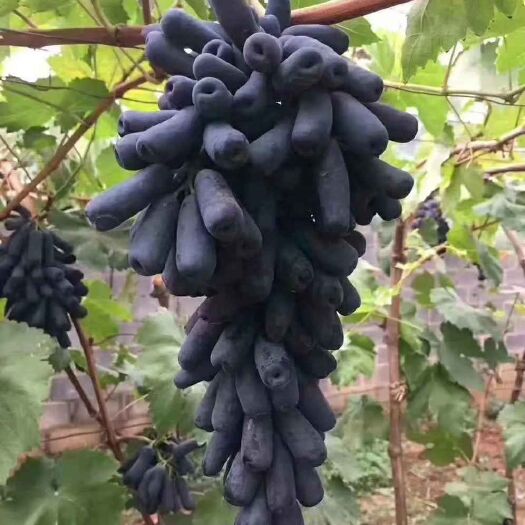 平邑县蓝宝石葡萄苗 甜蜜蓝宝石葡萄