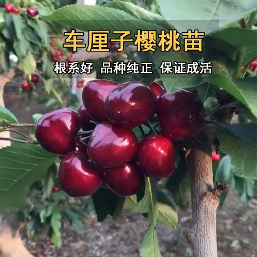 平邑县美早苗 车厘子美早俄罗斯8号大樱桃树苗