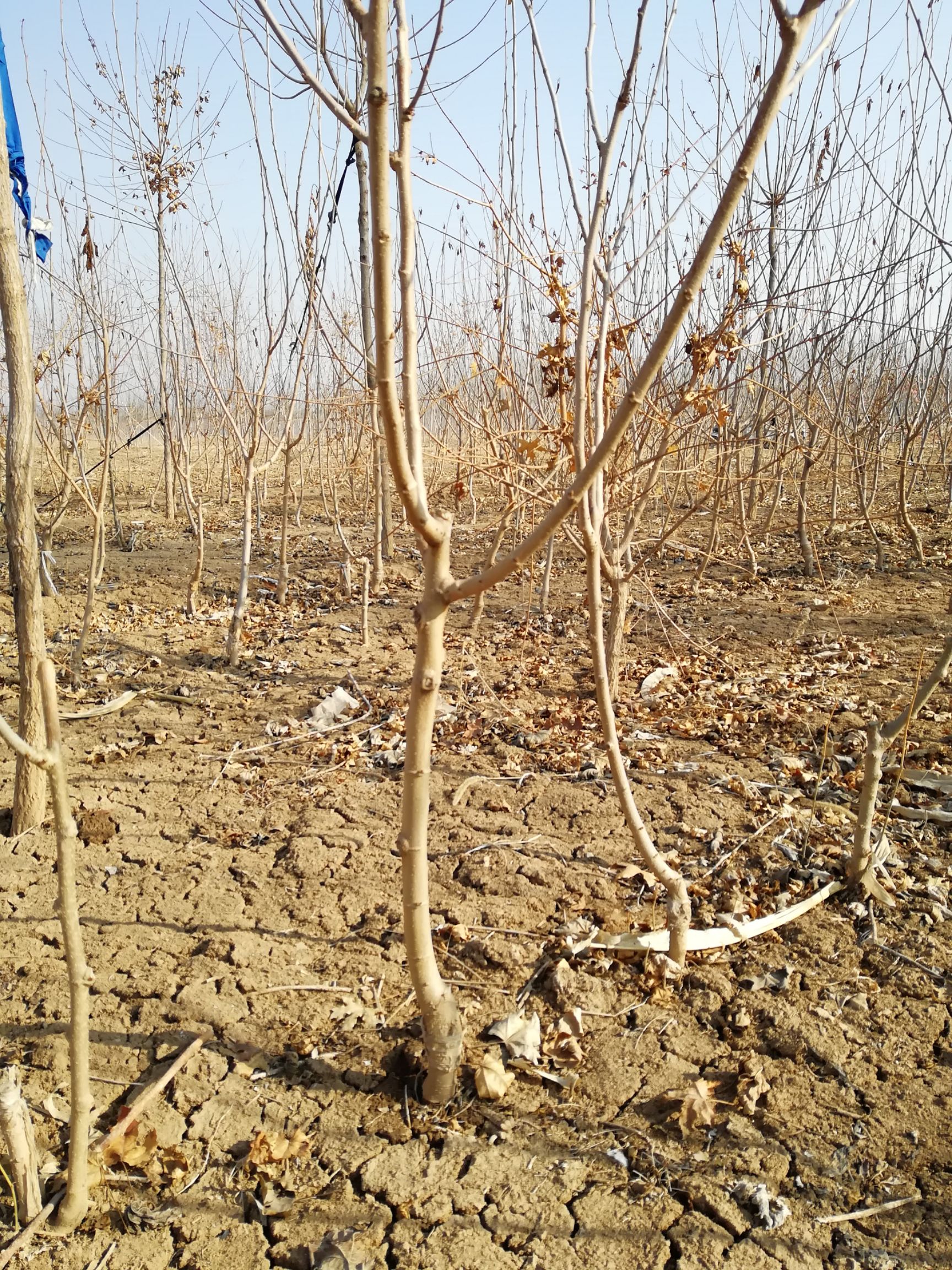 黑珍珠桑树苗 黑桑甚树苗～～黑珍珠桑槮树苗，嫁接三年苗。2-----7公分