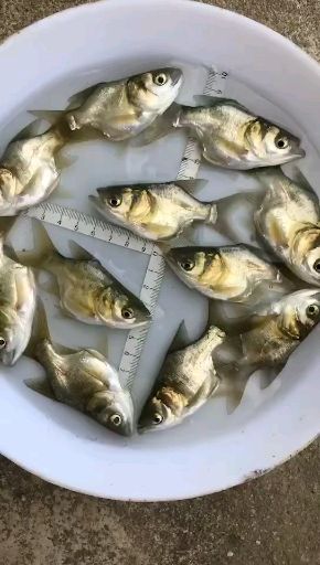 缩骨鳙鱼苗 AAAA缩骨大头苗