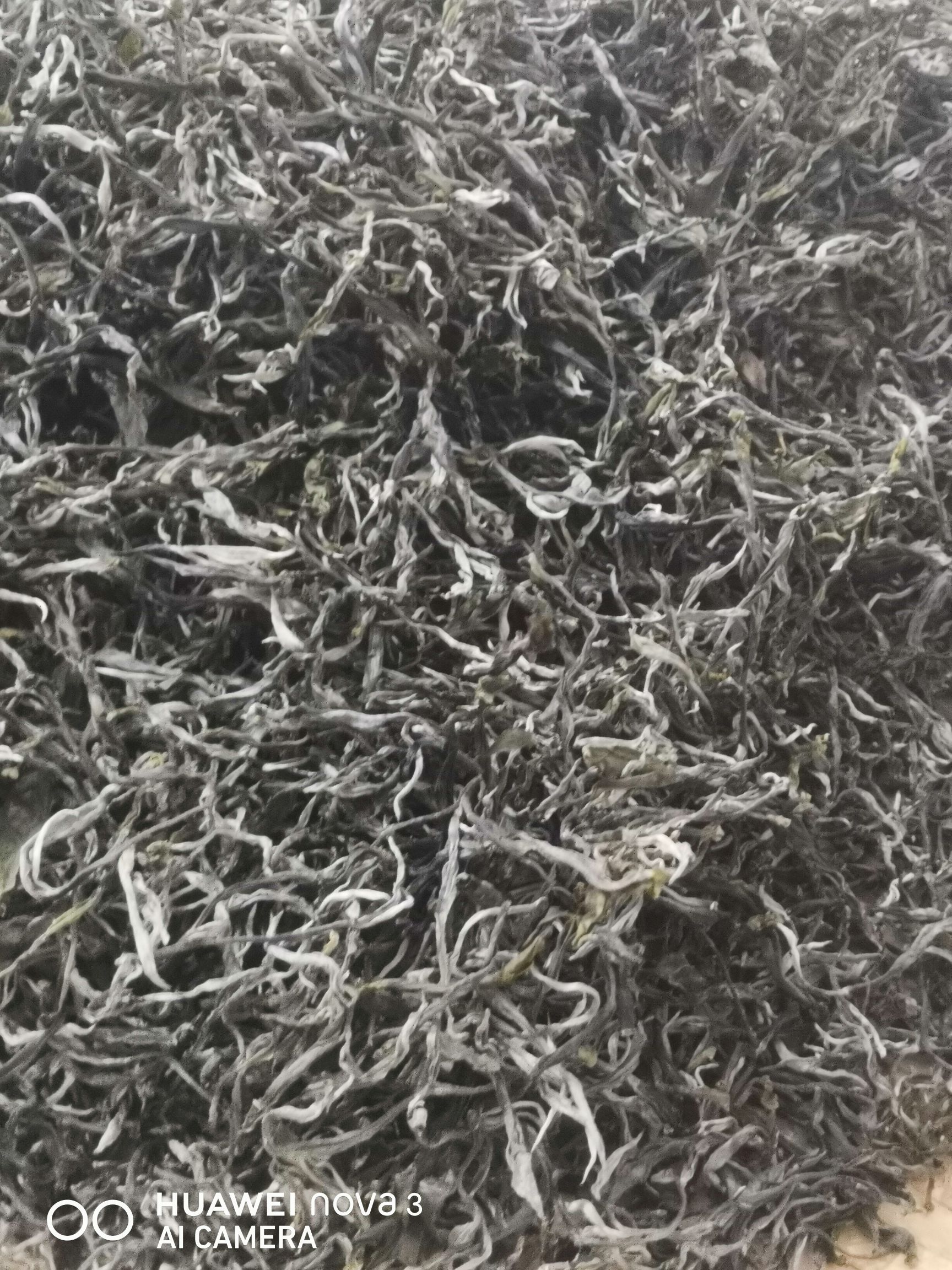  老树普洱茶欢迎垂询