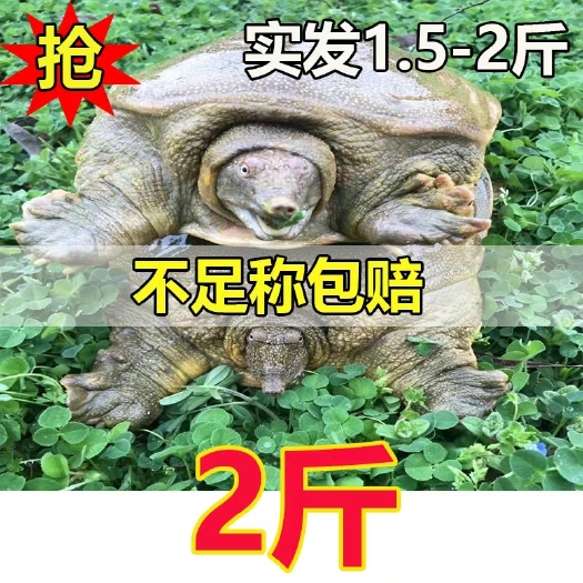 海盐县甲鱼1.5-2斤45元1只包邮。