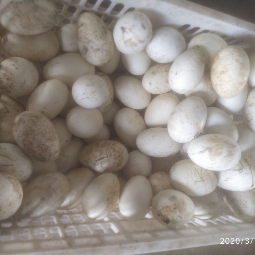 扬州 种鹅蛋