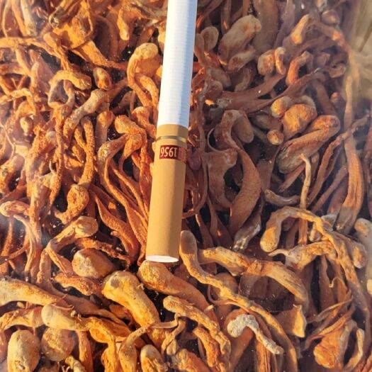 北虫草 (卷草) 电商入口:产地批发东北土特产虫草花干货，