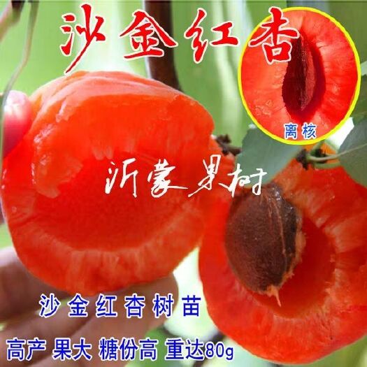 平邑县嫁接沙金红杏树苗 现挖现卖 盆栽地栽 当年结果 南方北方种