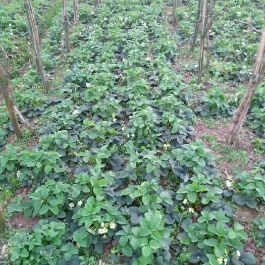 重庆市 自种草莓苗