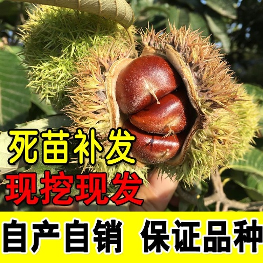 平邑县大红袍板栗苗 品质保证，基地现挖现卖，量大从优。