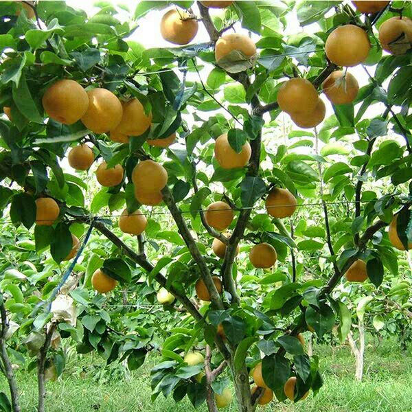  自家种植嫁接梨树苗，现挖现发货保证成活保证品种！