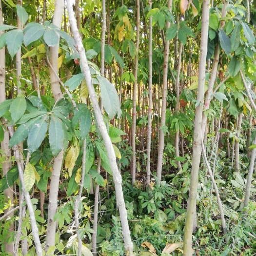 凤县 七叶树苗木