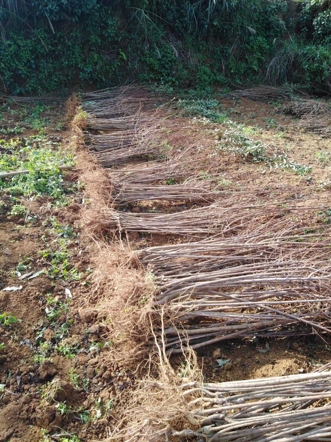 四月李树苗 李子个头大，产量高、口感好