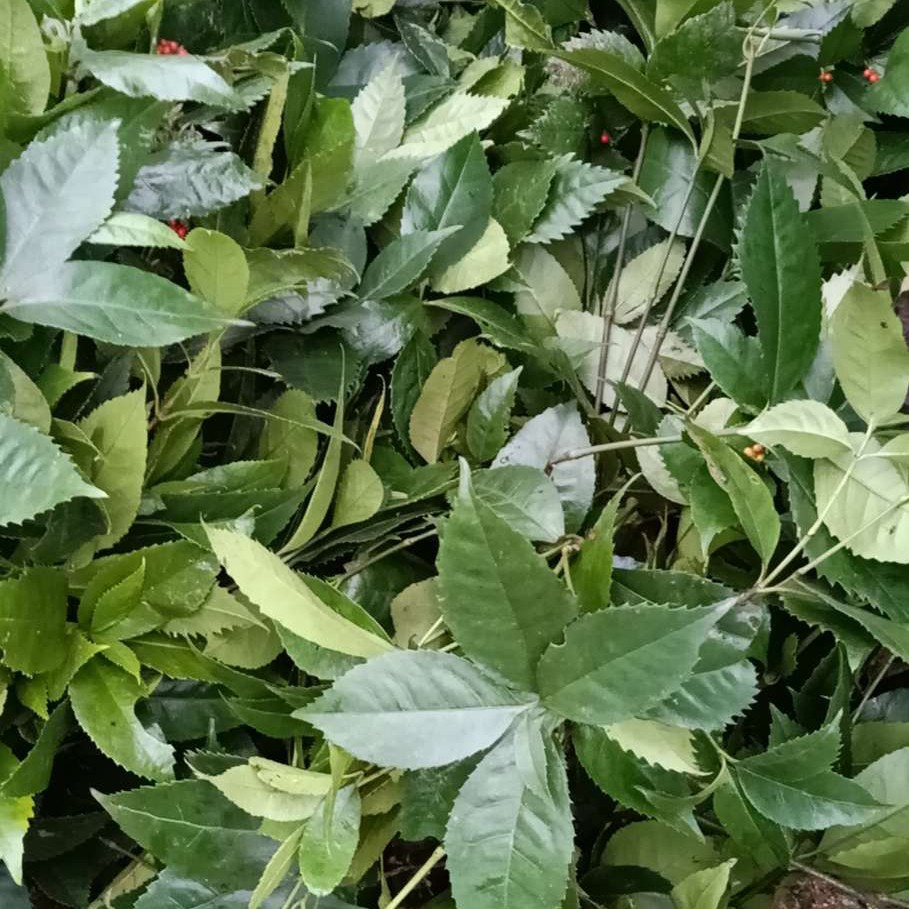 草珊瑚种苗、九节茶苗、肿节风苗、节骨茶苗、草珊瑚种子