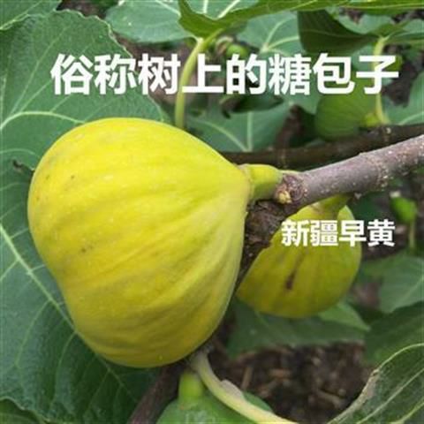  波姬红无花果树苗。自家育苗。品种纯度高。南北方均可栽培。