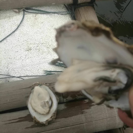 钦州钦州大蚝 钦州三墩蚝，